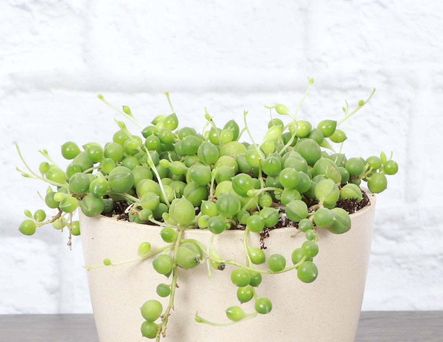 String of Pearls Plant - 4" Live Plant