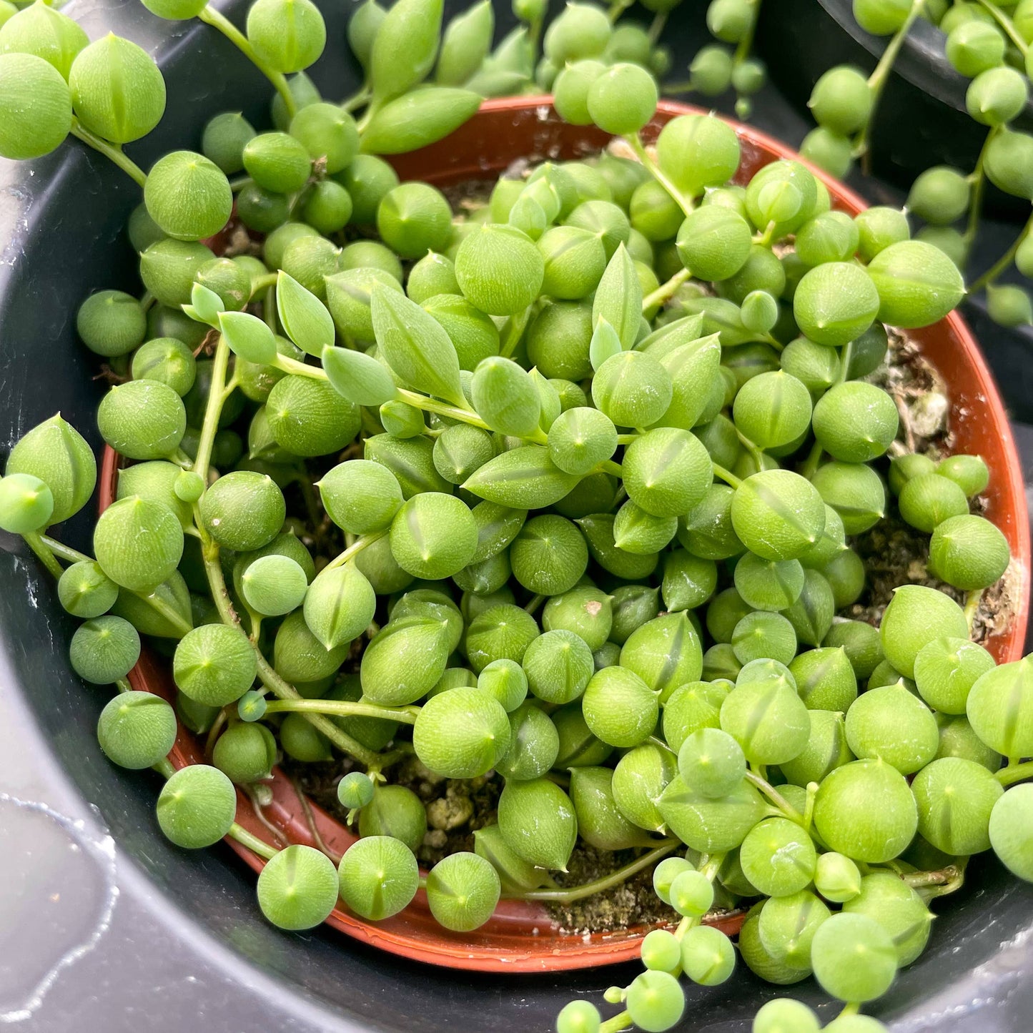 String of Pearls Plant - 4" Live Plant