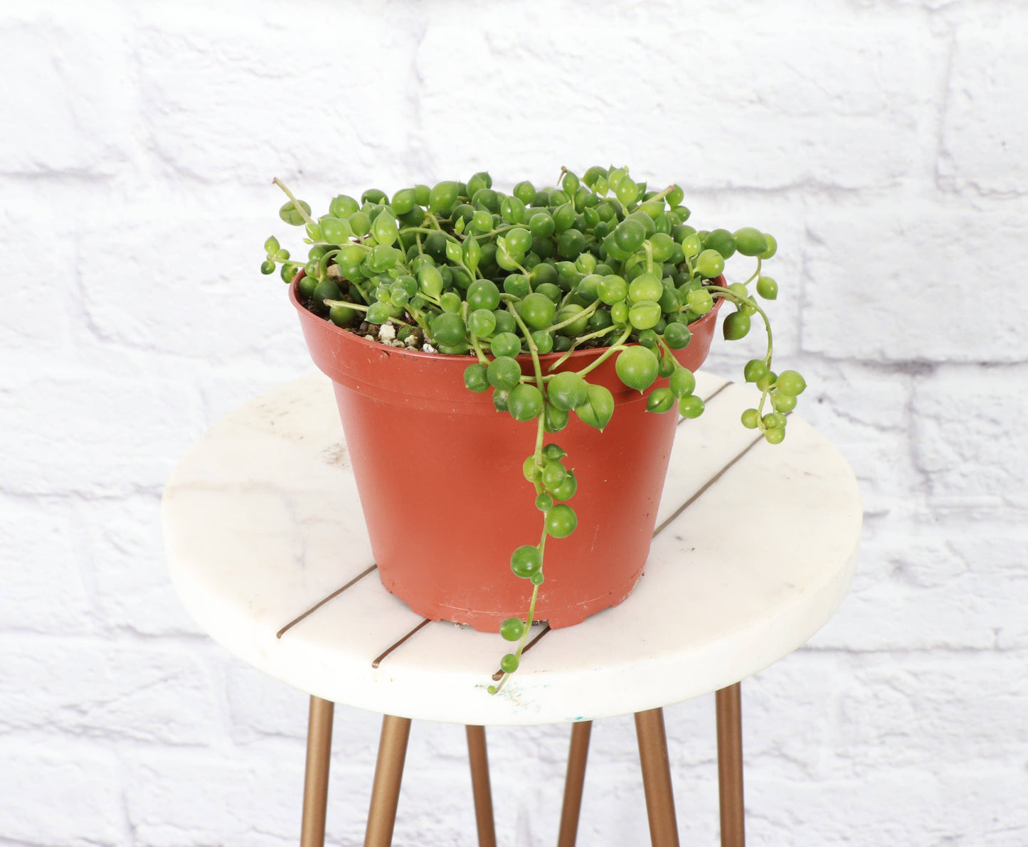 String of Pearls Plant - 4" Live Plant