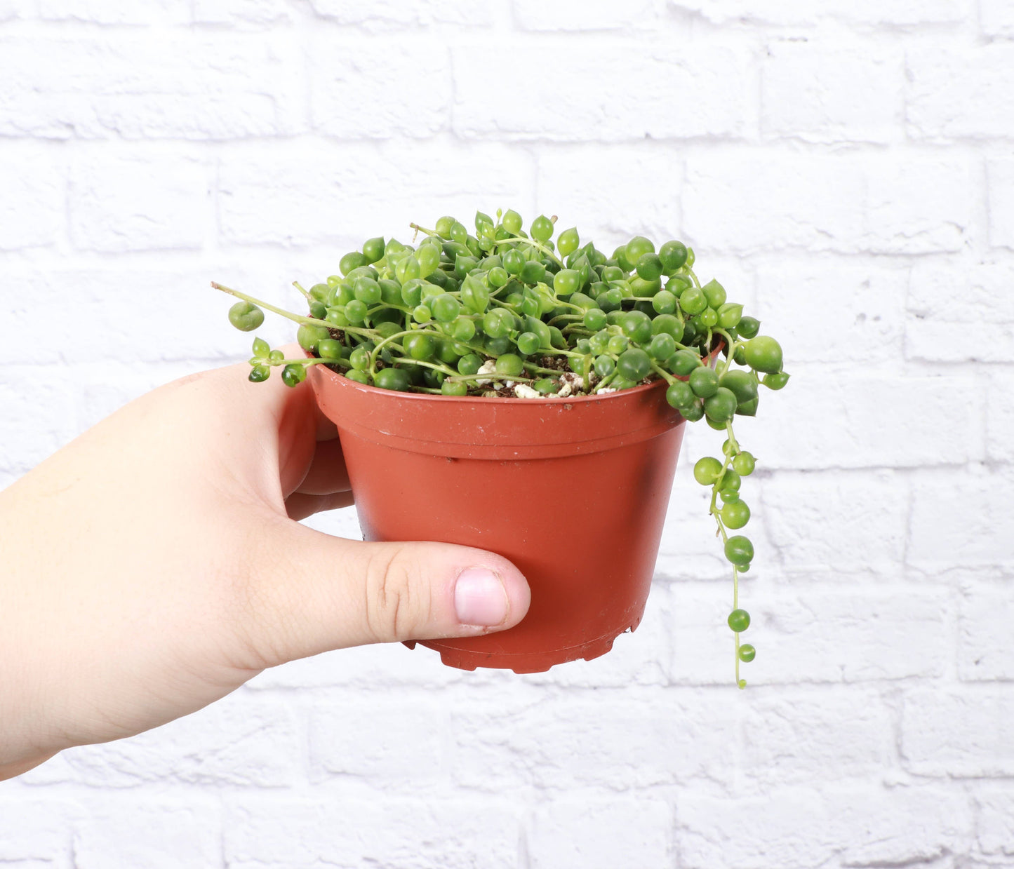 String of Pearls Plant - 4" Live Plant