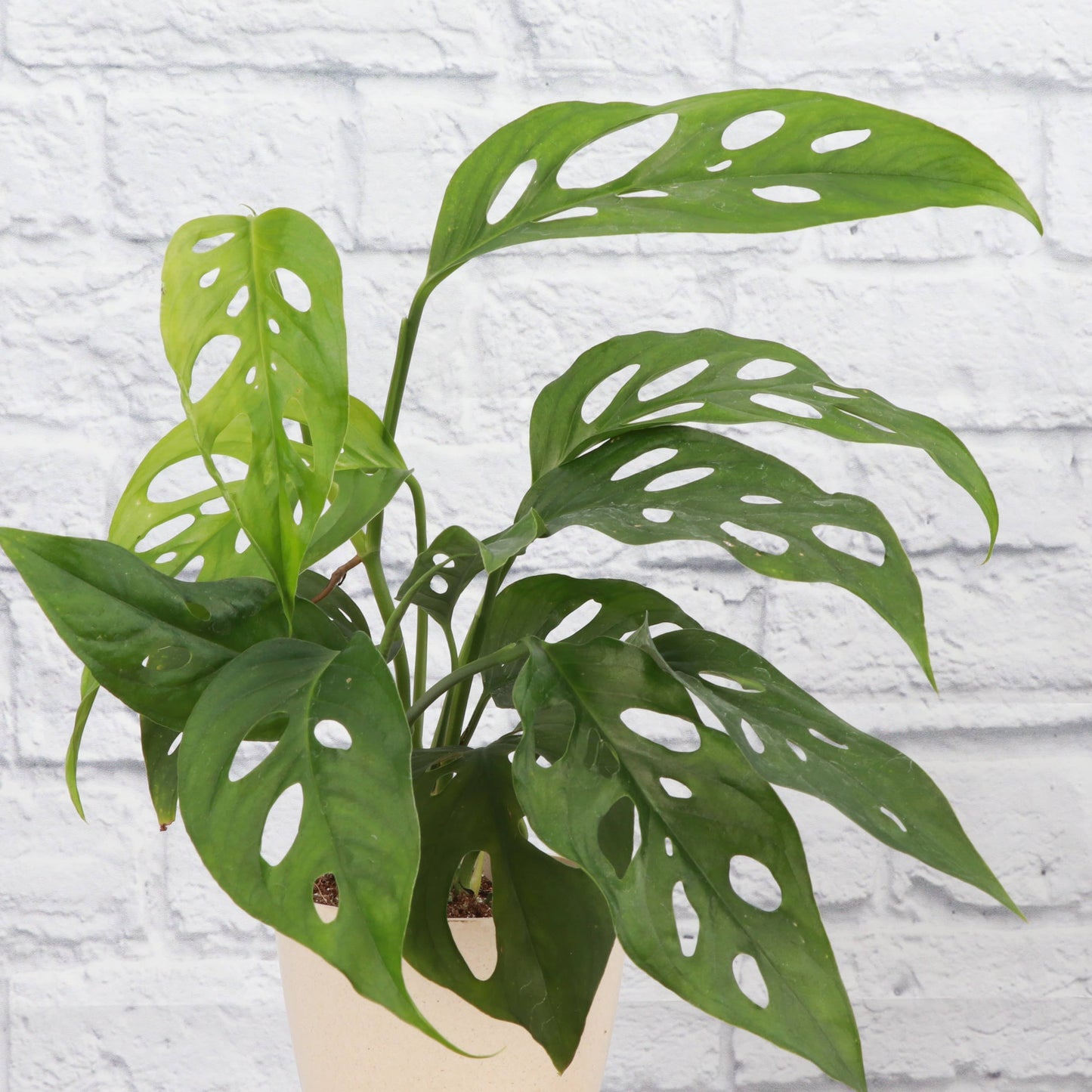 Swiss Cheese Plant, Monstera Adansonii - Live Plant