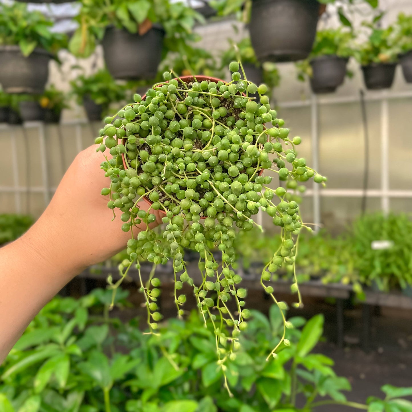String of Pearls Plant - 4" Live Plant