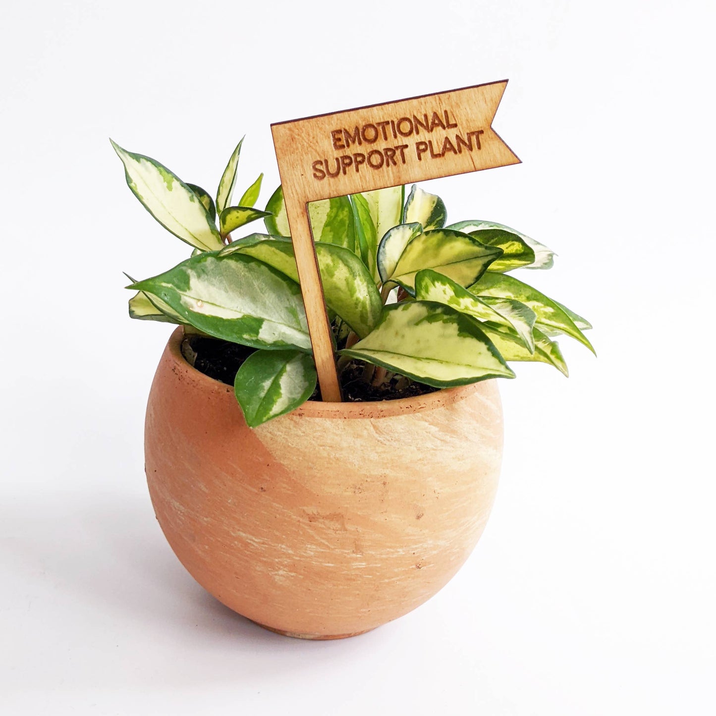 Plant Pick - Emotional Support Plant
