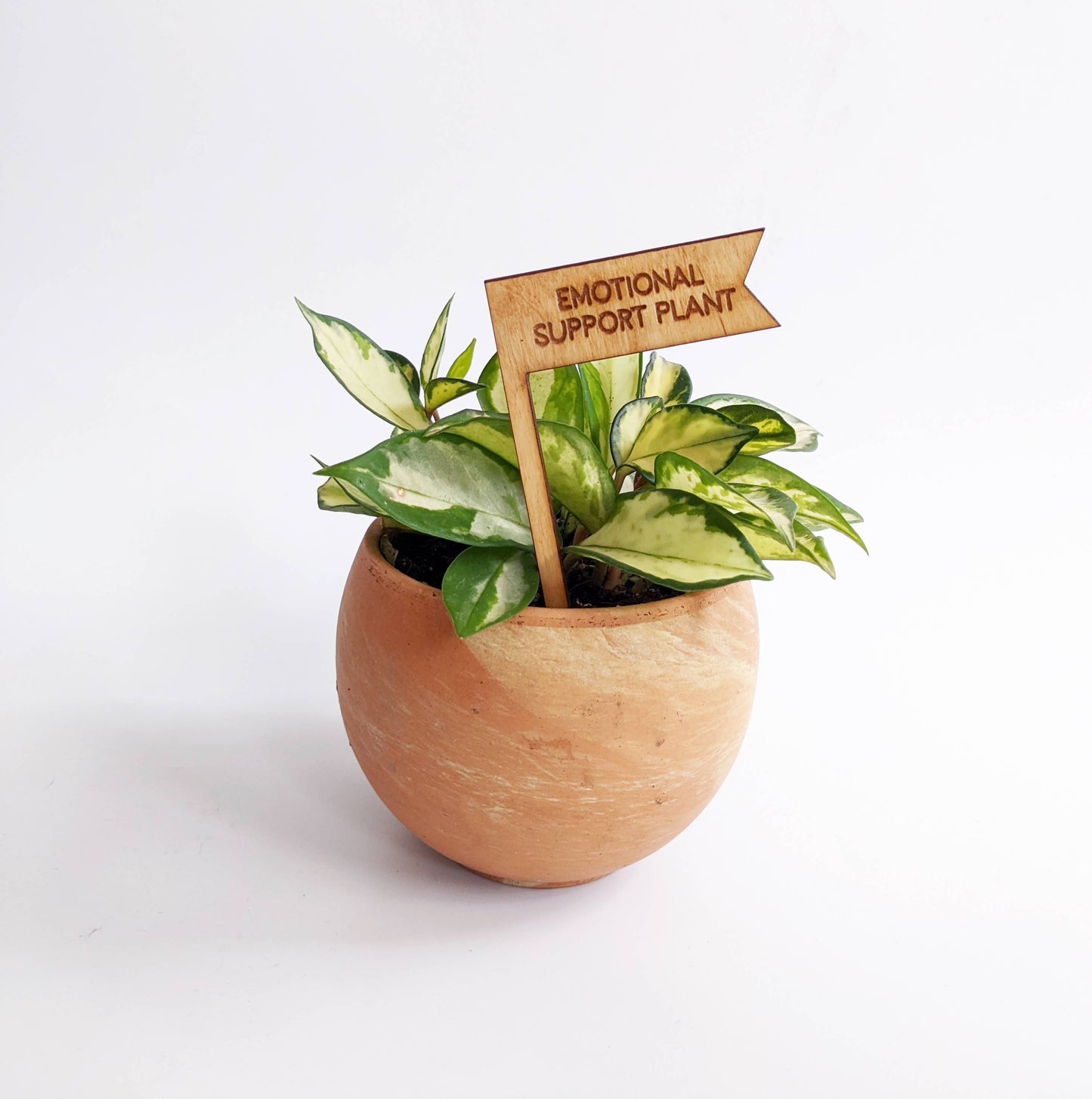 Plant Pick - Emotional Support Plant