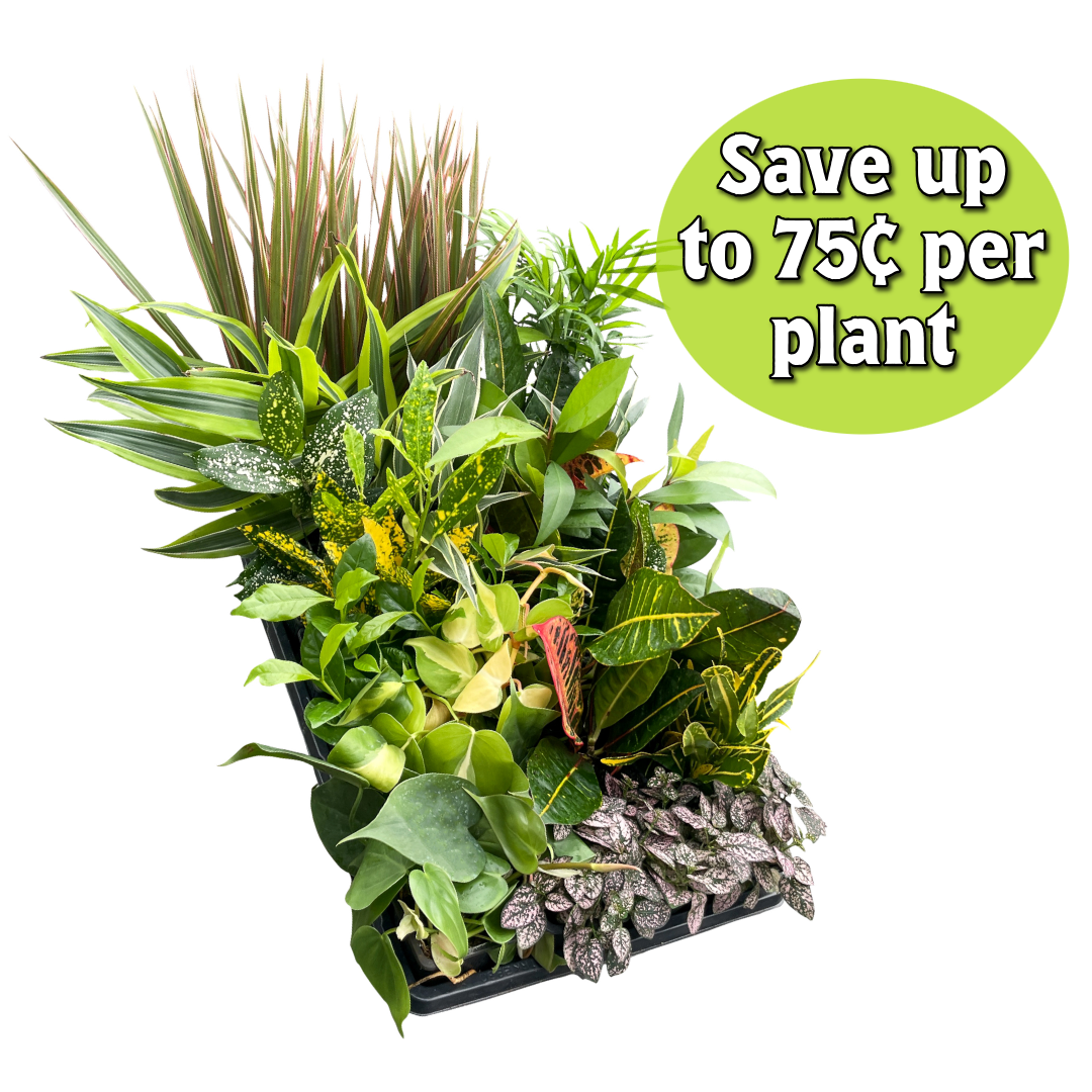 Grower's Choice Houseplant Assortment - 3" Live Plants