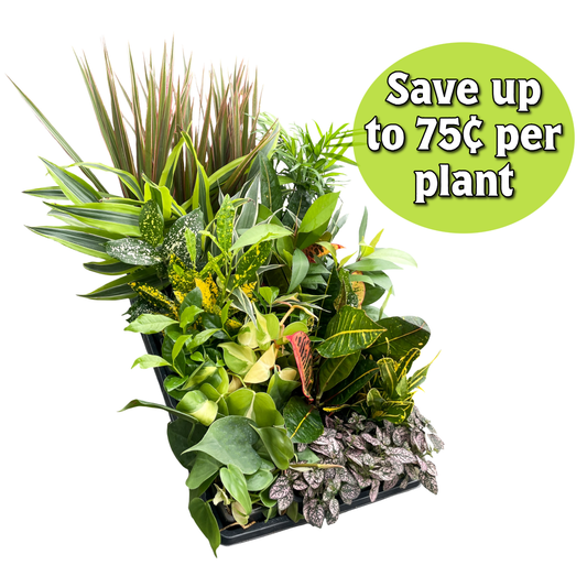 Grower's Choice Houseplant Assortment - 3" Live Plants
